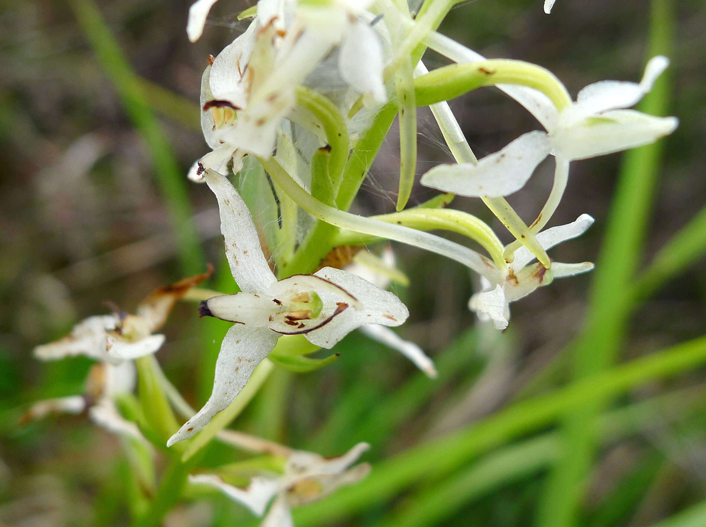 Image of Fringed orchids