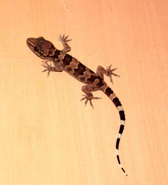 Image of Spotted Leaf-toed Gecko