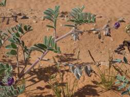 Image of gravel milkvetch