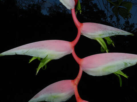 Image of Heliconia chartacea Lane ex Barreiros