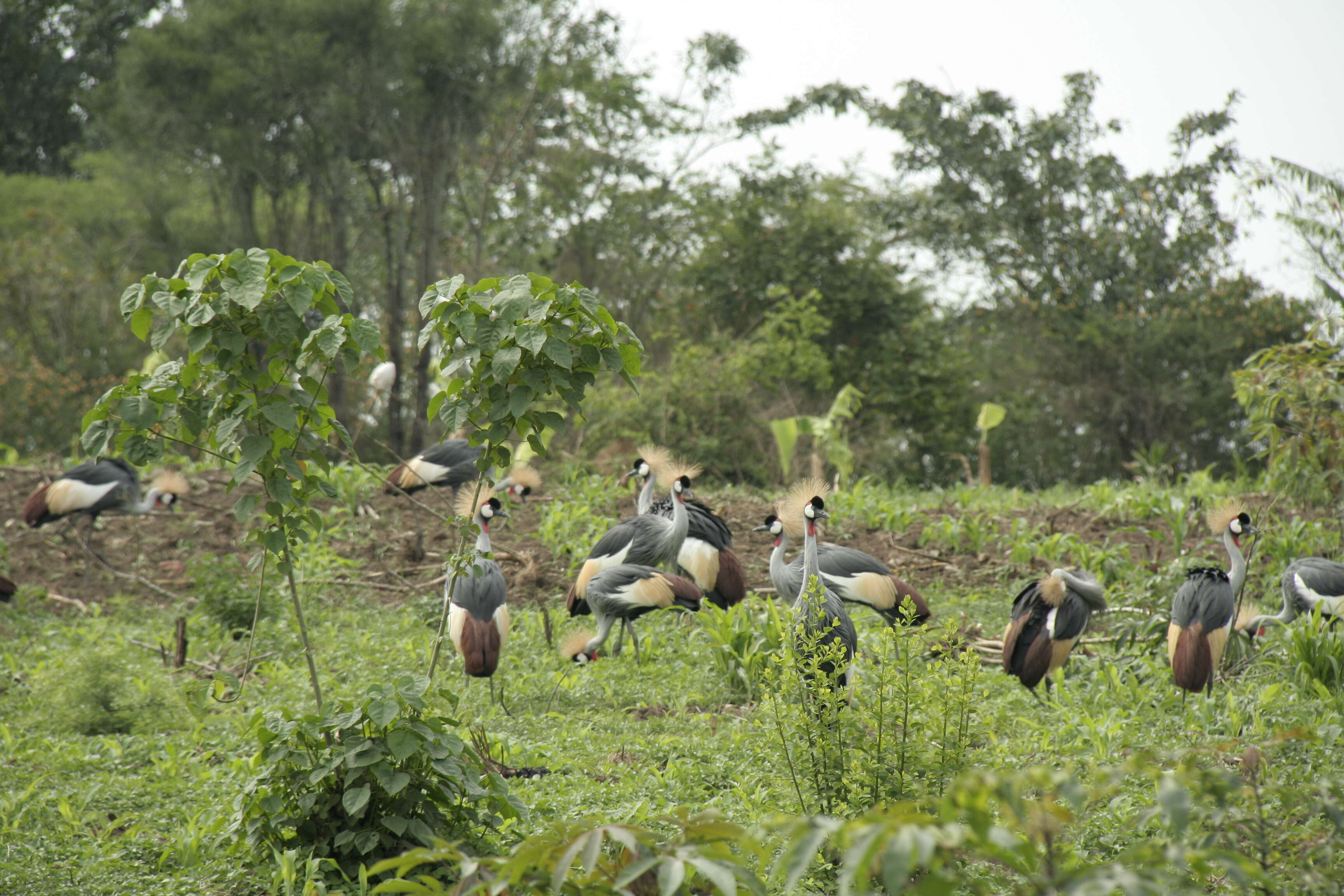 Image of East African Crowned Crane