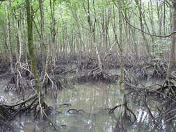 Image of mangrove