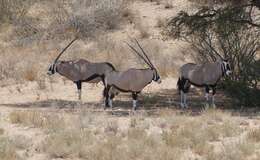 Image of Oryxes