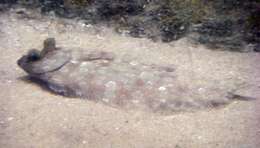 Image of Flounder