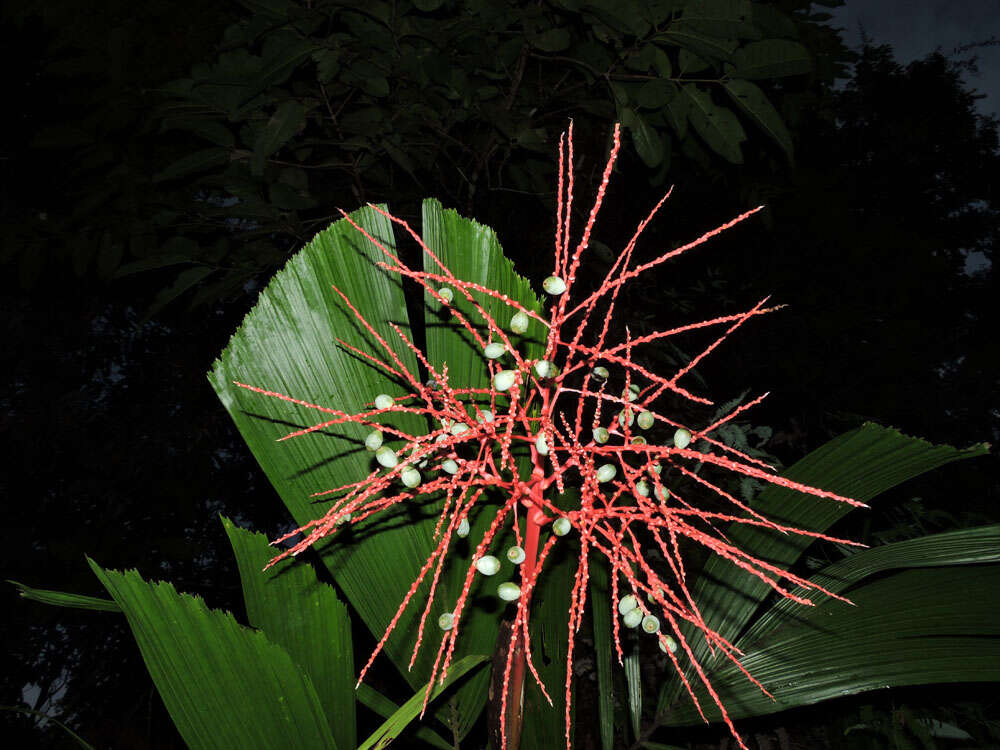 Reinhardtia latisecta (H. Wendl.) Burret的圖片