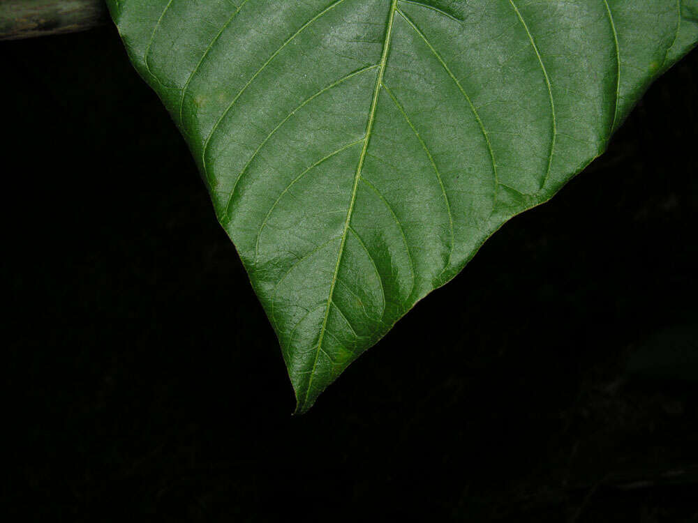 Palicourea guianensis Aubl.的圖片