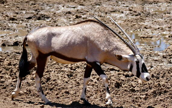 Image of Gemsbok