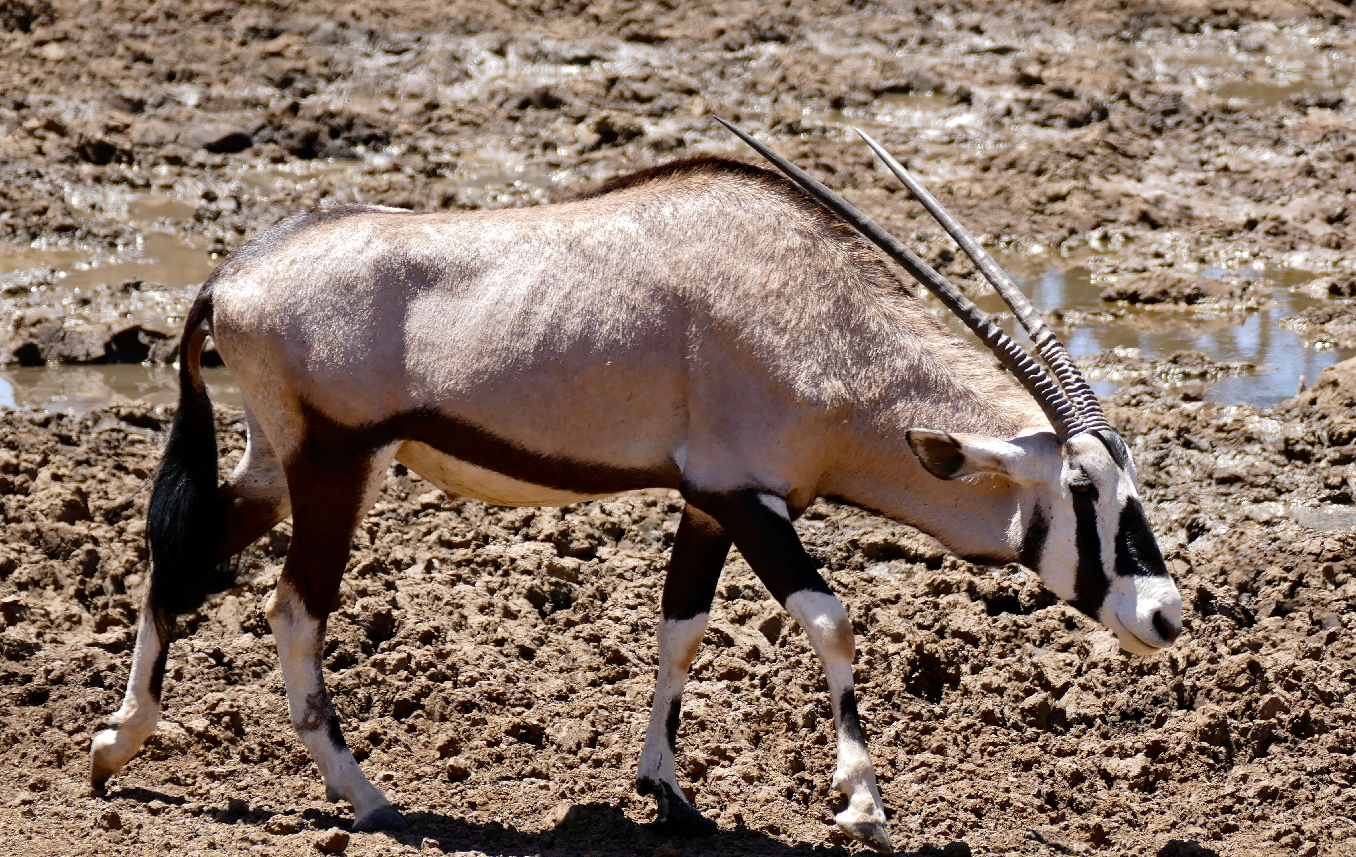 Image of Oryxes