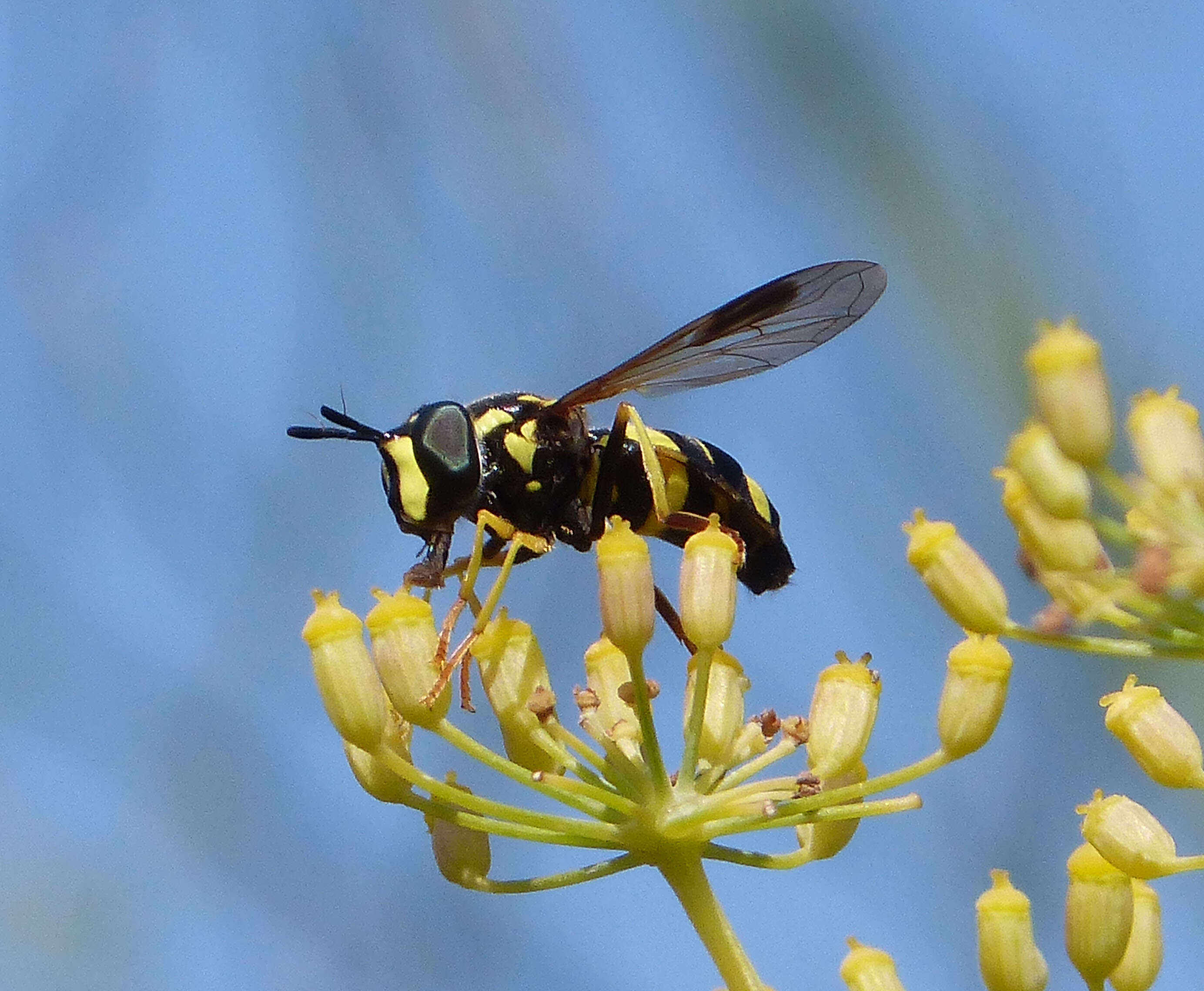 Image de Chrysotoxum bicinctum (Linnaeus 1758)