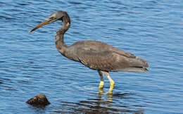 Image de Aigrette sacrée