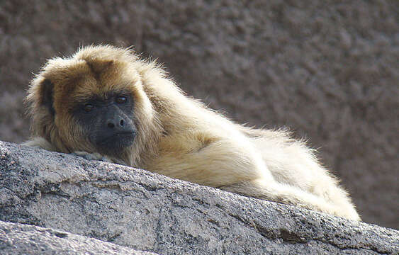 Image of Black Howler Monkey