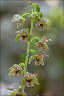 Image of Epipactis pontica Taubenheim