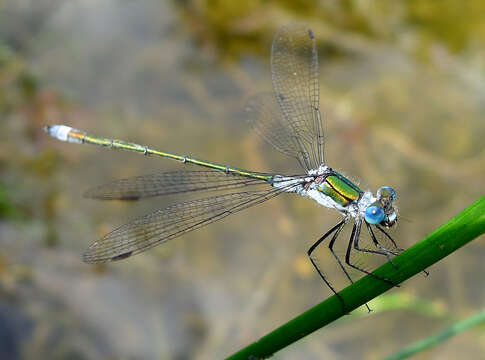 Image of Common Emerald Damselfly