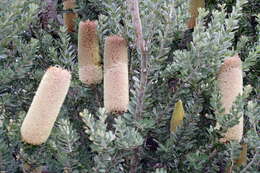 Image of cut-leaf banksia