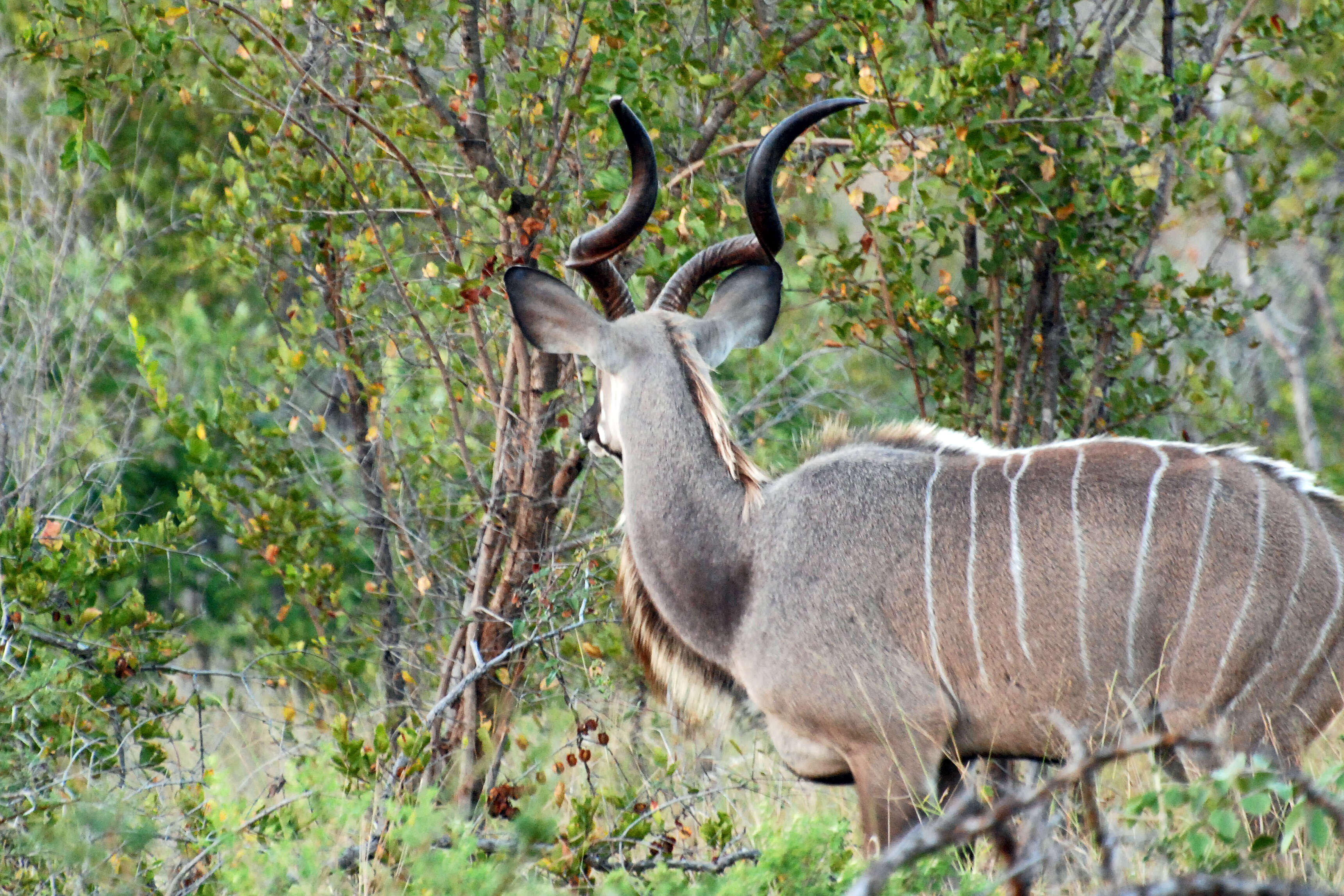 Image of Spiral-horned Antelope