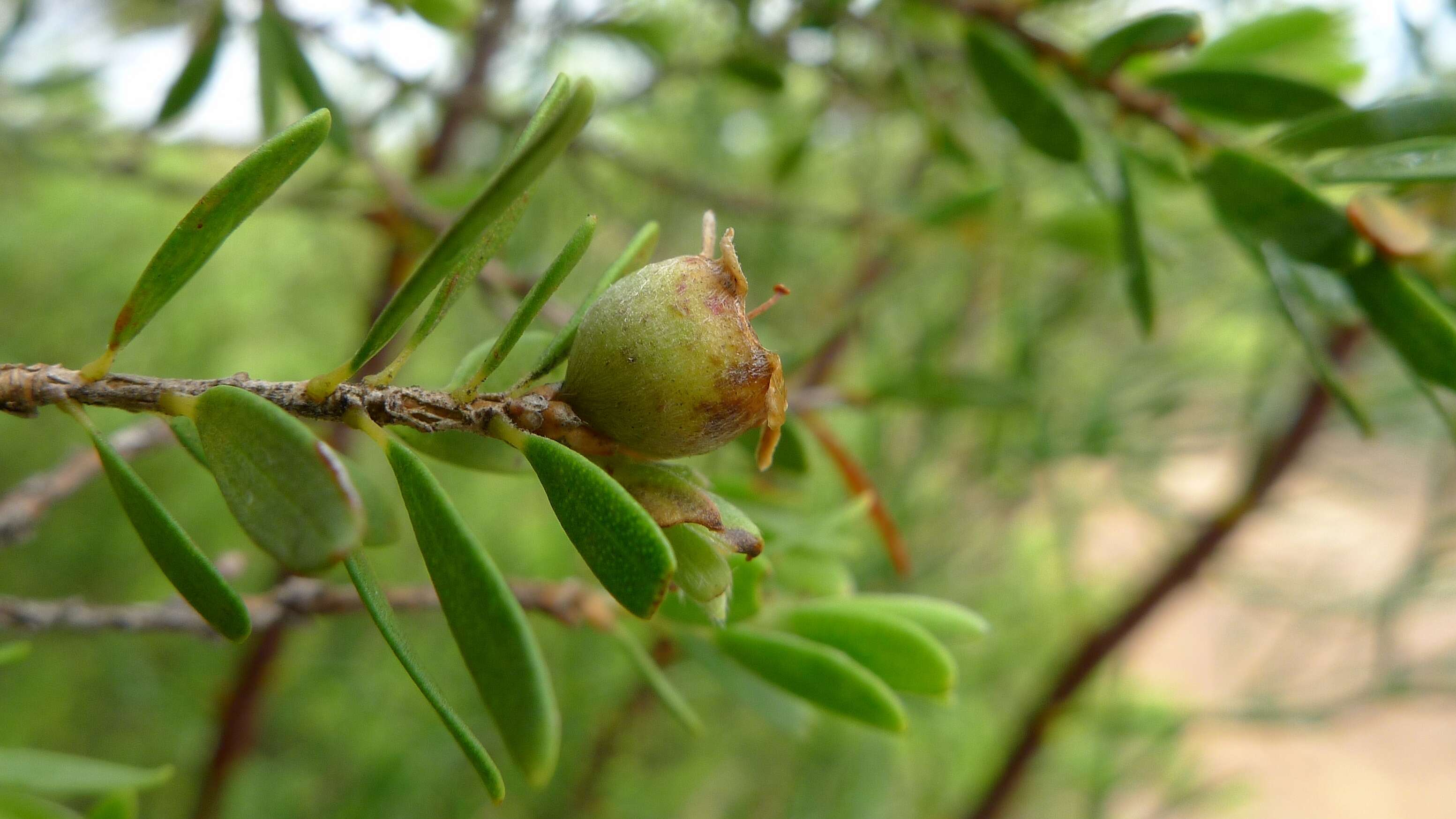 Sivun Leptospermum trinervium (Smith) J. Thompson kuva