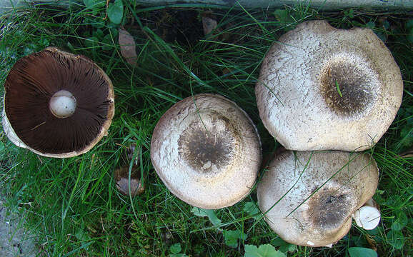 Image of Agaricus