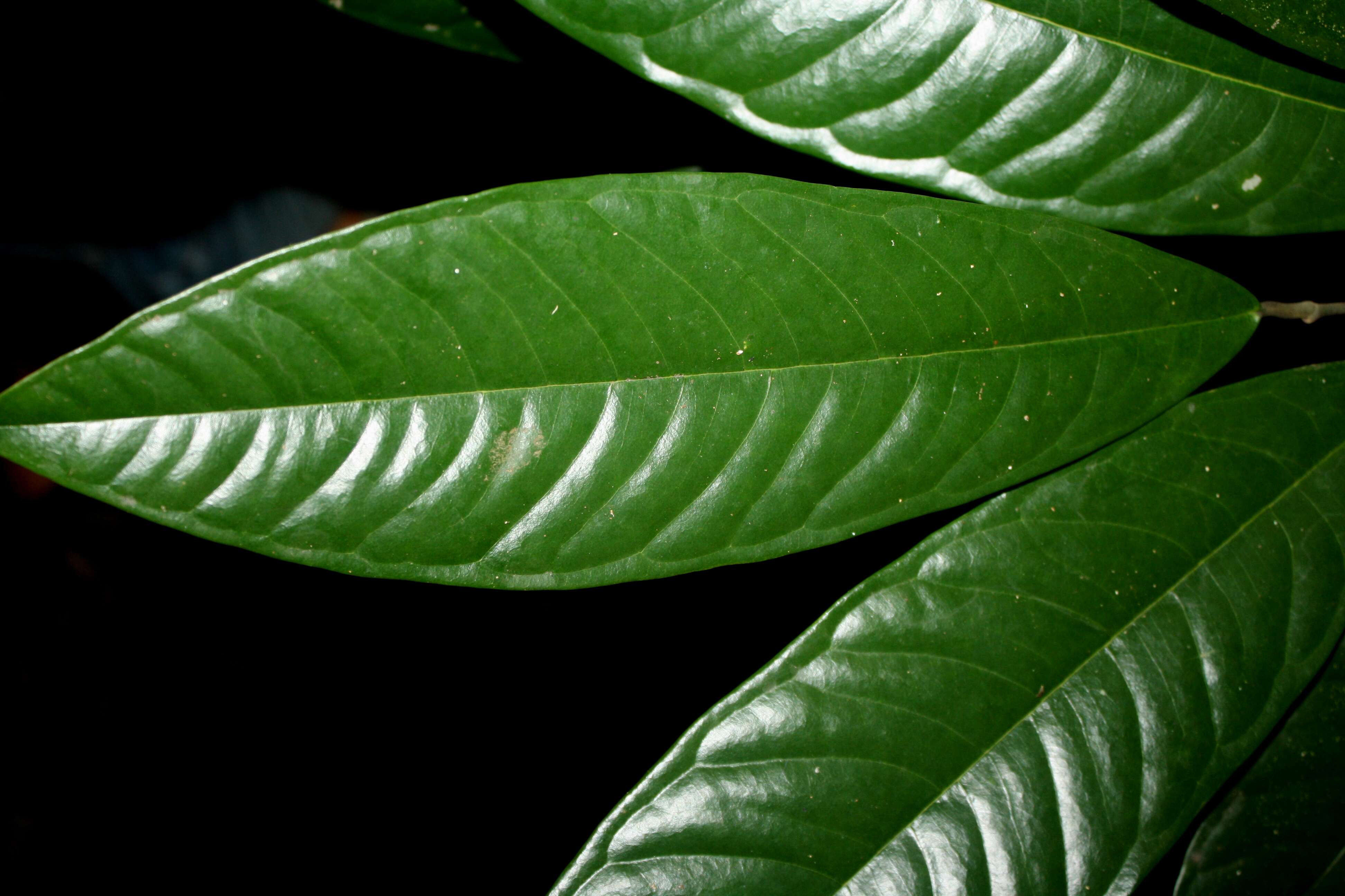 Image of Polygalaceae