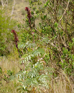 Image de Melianthus major L.