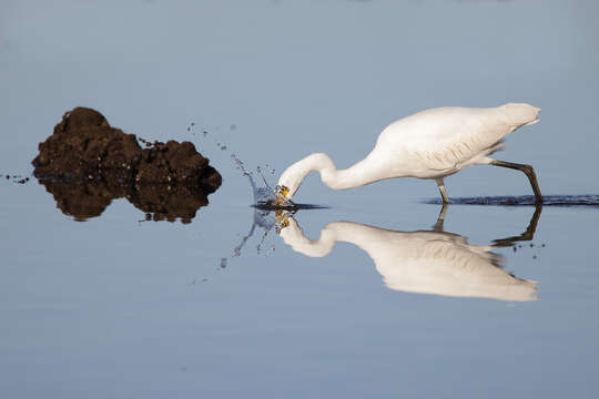 Image of Little Egret