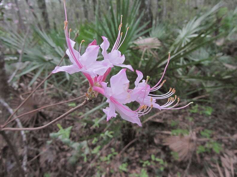 صورة Rhododendron canescens (Michx.) G. Don