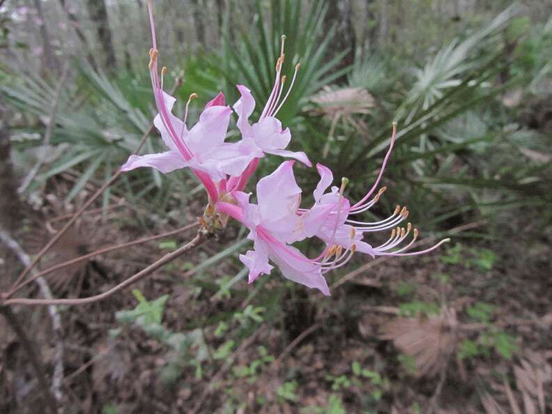 Image of mountain azalea