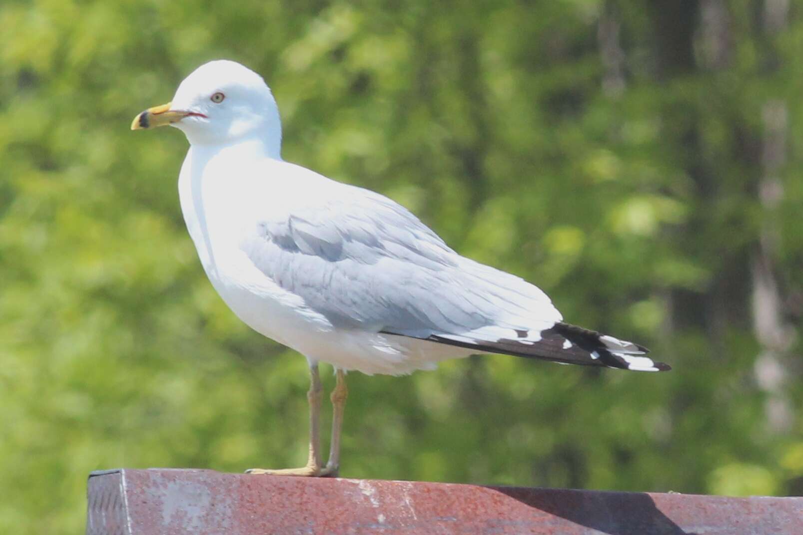 Image of Larus Linnaeus 1758