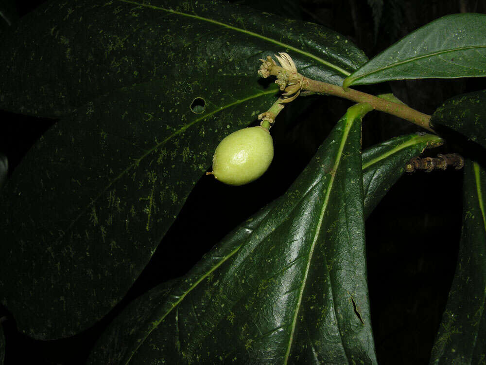 Image of Daphnopsis costaricensis K. Barringer & Grayum