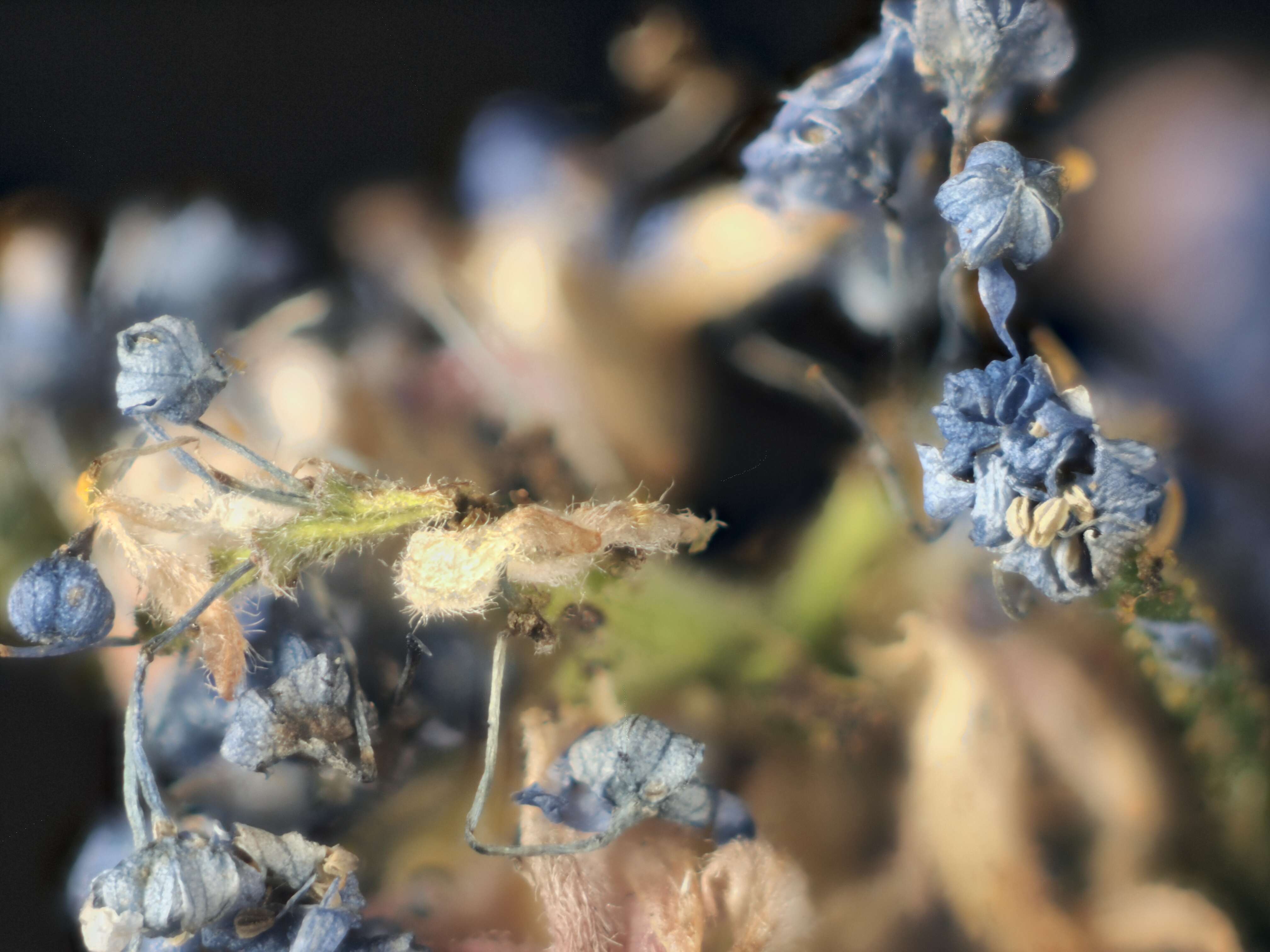 Image of wartleaf ceanothus