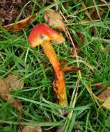 Image de Hygrocybe