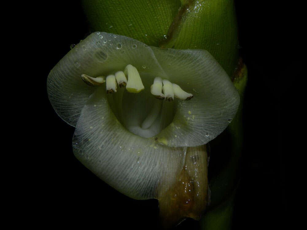 صورة Werauhia gladioliflora (H. Wendl.) J. R. Grant