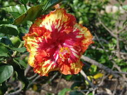 Image of rosemallow