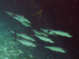 Image of tarpons