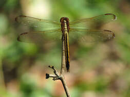 Image of Needham's Skimmer