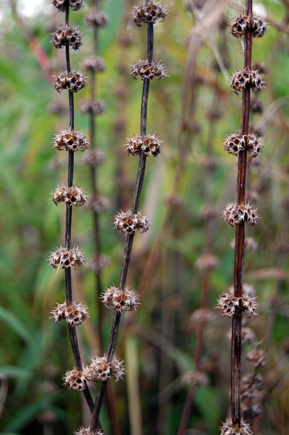 Image of motherwort