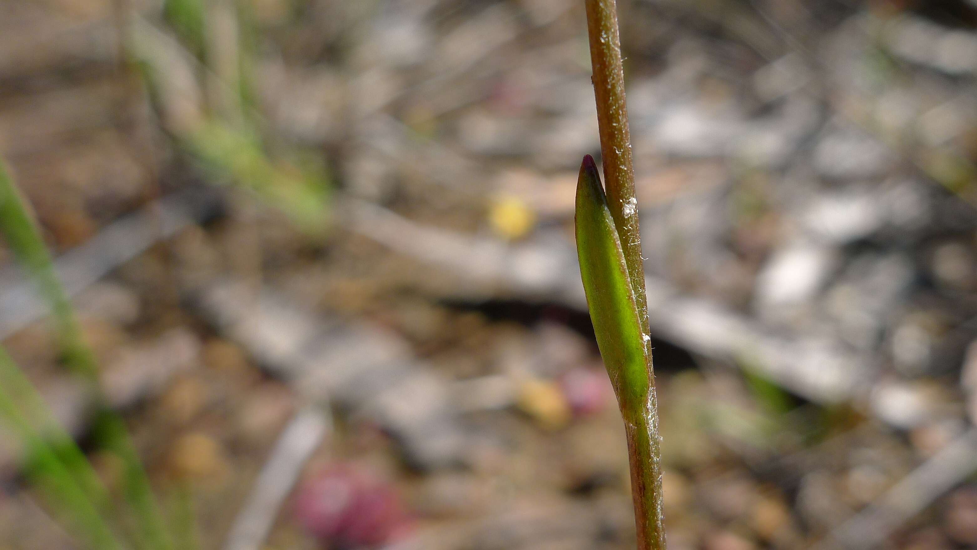 Image de Goodenia paniculata Sm.