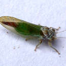 Image of Boxwood Psyllid