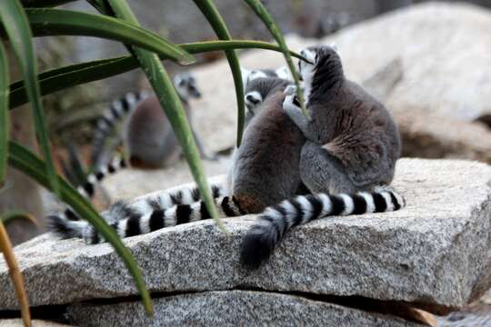 Image of Lemur Linnaeus 1758