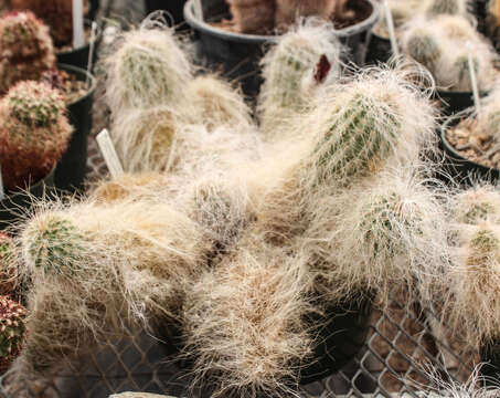 Image de Echinocereus longisetus subsp. delaetii (Gürke) N. P. Taylor