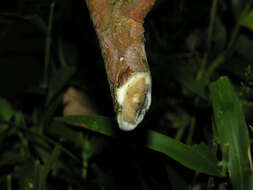 Image of Batocarpus