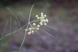 Image of milkweed