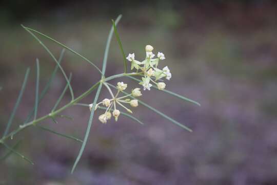 Image of milkweed