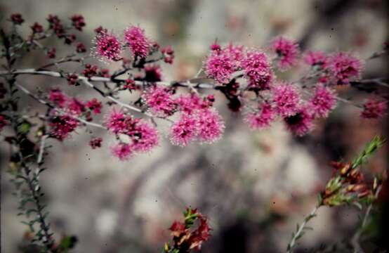 Image of Kunzea parvifolia Schau.