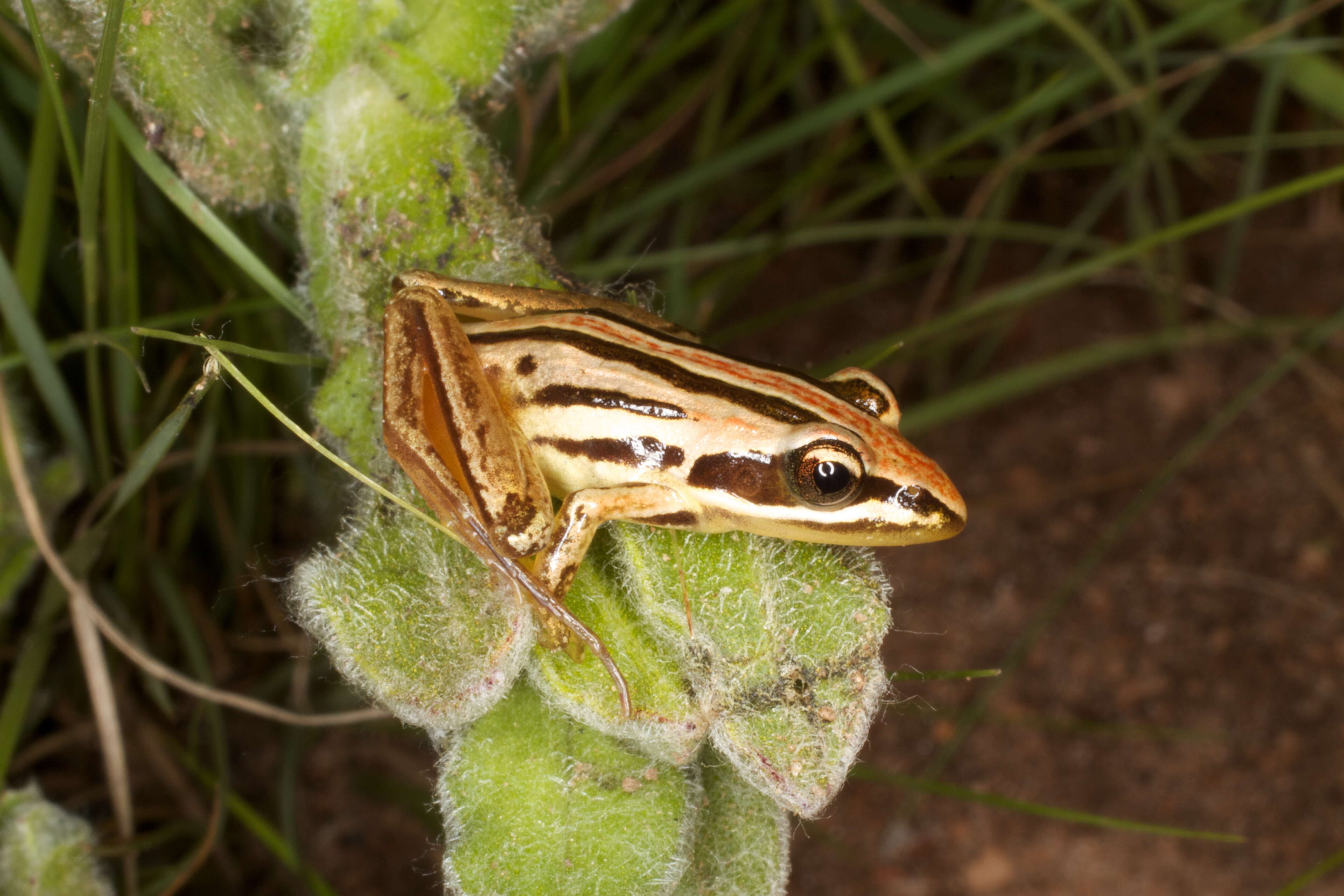 Image of stream frogs