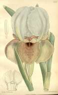 Image of Iris lortetii Barbey