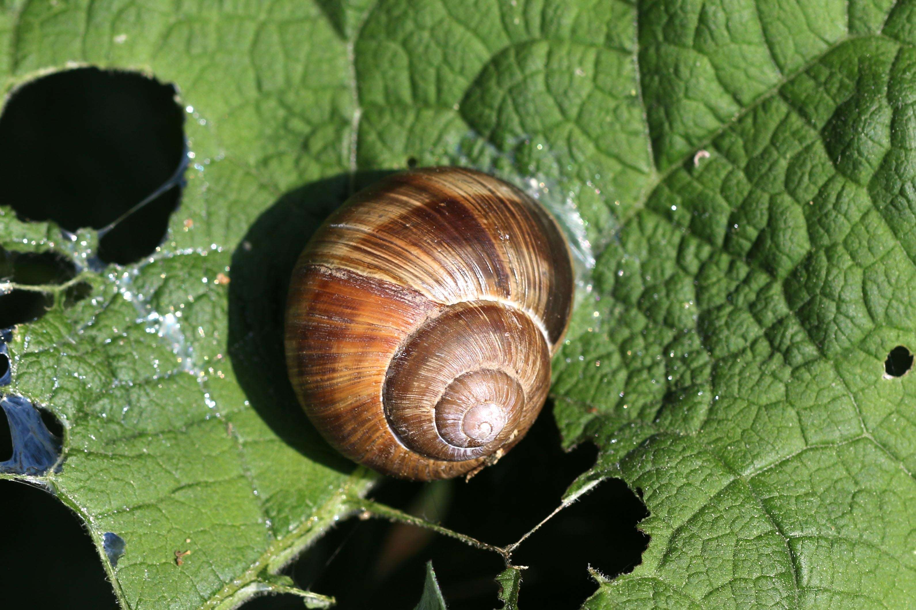 Image of Helix Linnaeus 1758