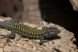 Image of Podarcis muralis nigriventris Bonaparte 1838