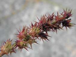 Image of sandbur