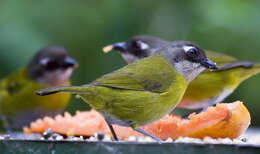 Image of Chlorospingus Cabanis 1851