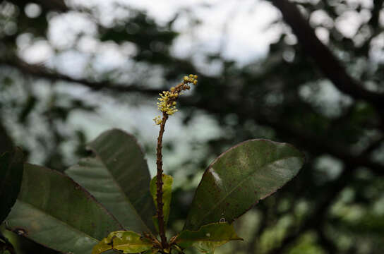 Image of Croton laevigatus Vahl